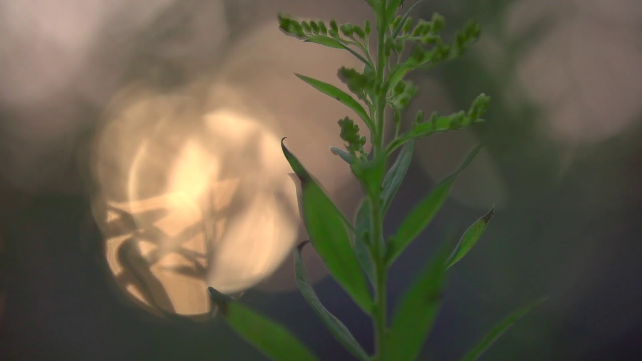 SONY FS5II + SIGMA 56mm F1.4 DC DN　【ミリヤム新潟】