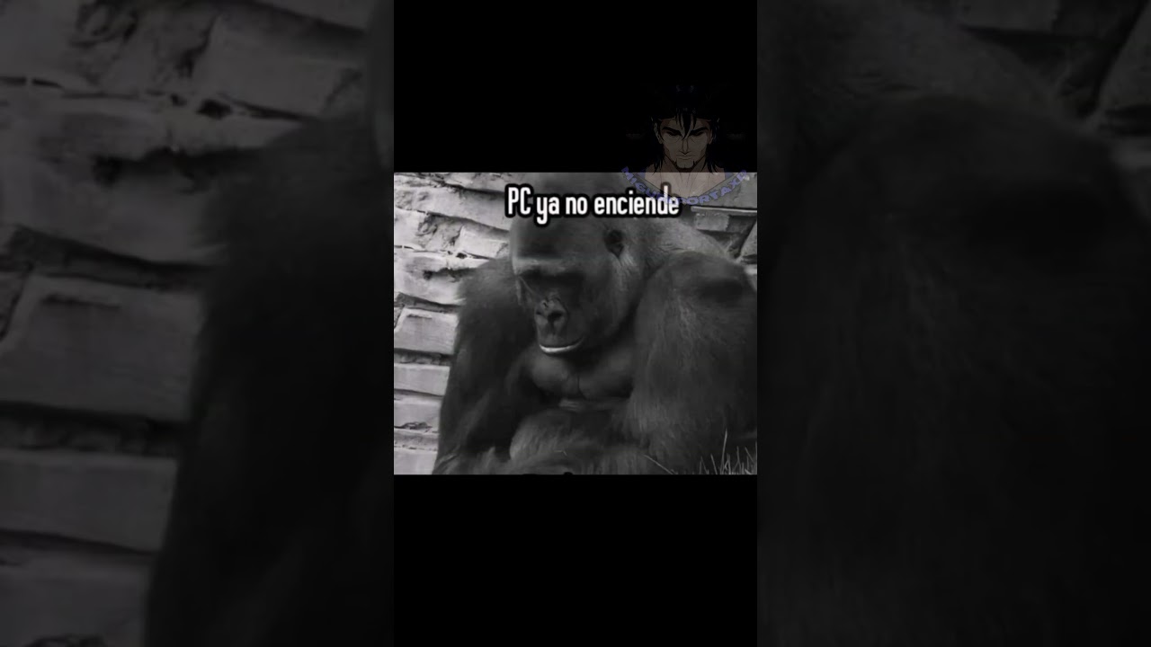 DESCARGAR EN ELAMIGOS VIDA BUENA #doblaje #humor