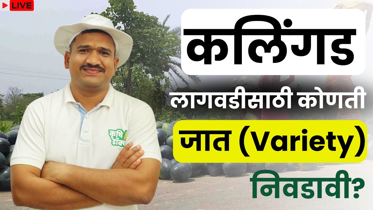 महाराष्ट्रासाठी सर्वोत्तम कलिंगड वाण | कलिंगड व्हरायटी | Kalingad variety | Watermelon best variety