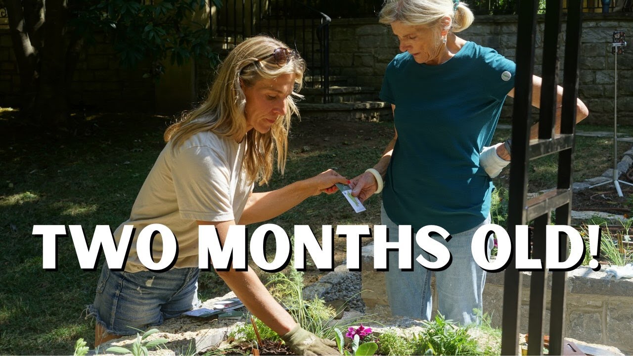 TWO MONTHS After Planting in August: Successes, Fails, & Surprises!