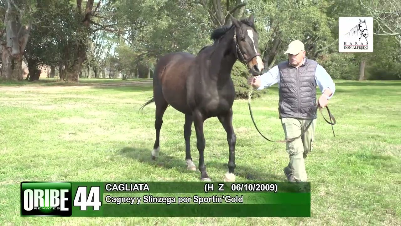 44 CAGLIATA