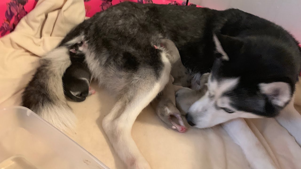 Siberian Husky giving birth to Puppies!