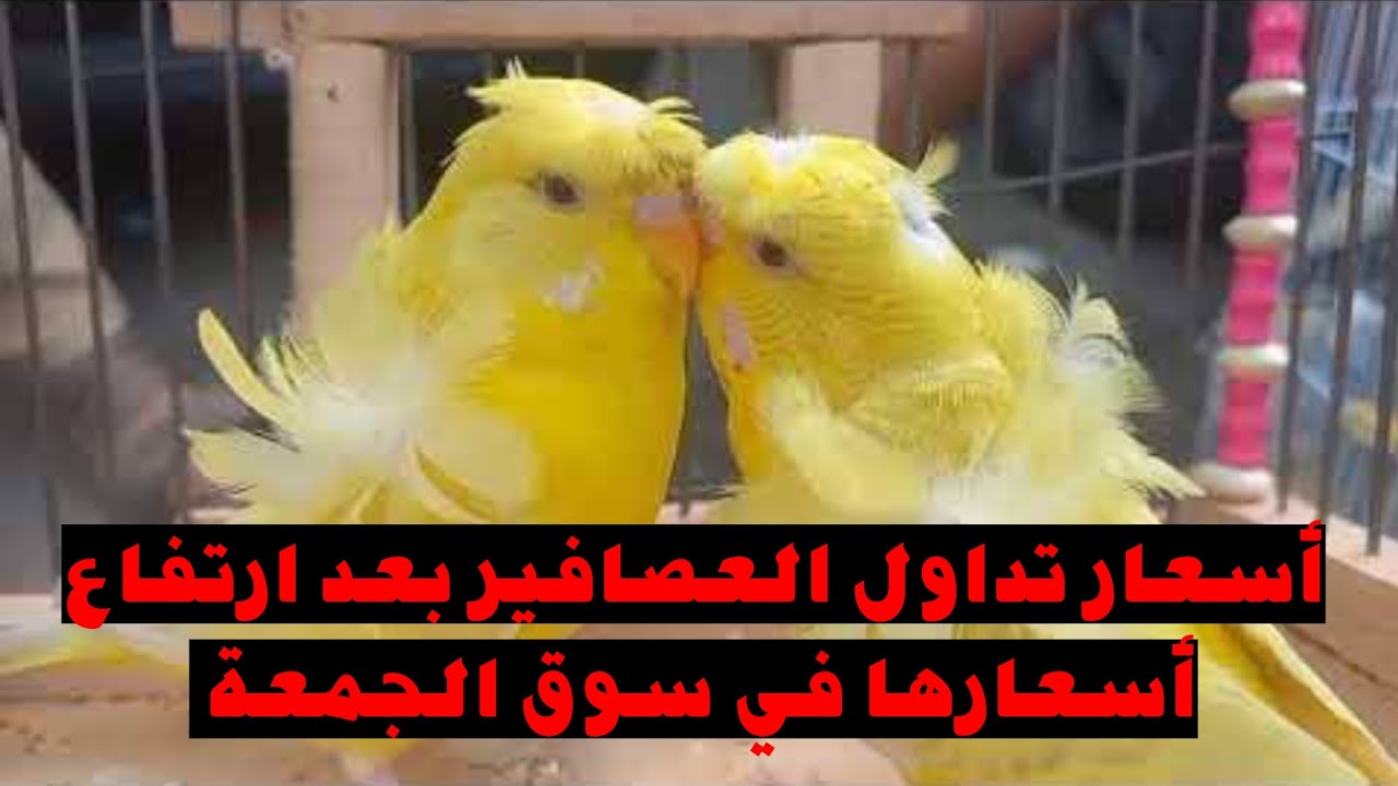 أسعار تداول العصافير في مصر بعد ارتفاع أسعار العصافير في سوق الجمعة وسوق حد مبشر!