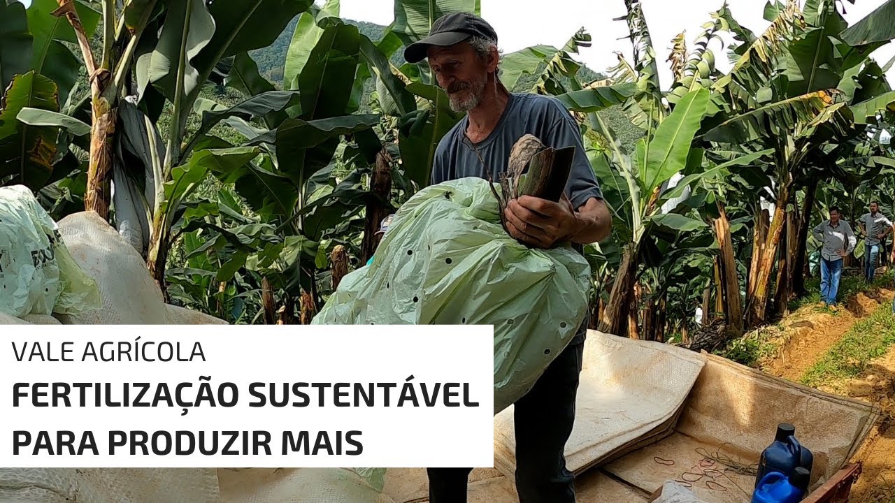 FERTILIZANTE MAIS SUSTENTÁVEL AUMENTA PRODUÇÃO EM BANANA