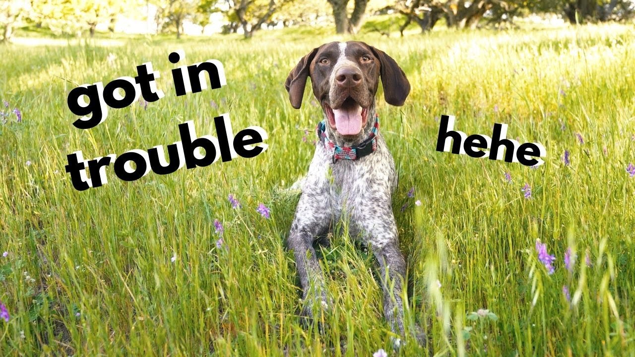 Ran away from Mom | German Shorthaired Pointer & Labrador