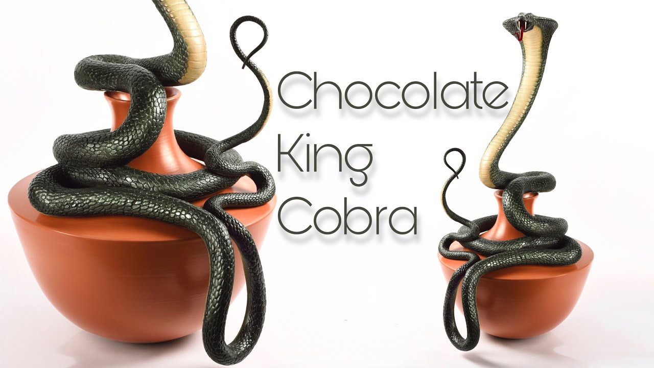 Chocolate King Cobra