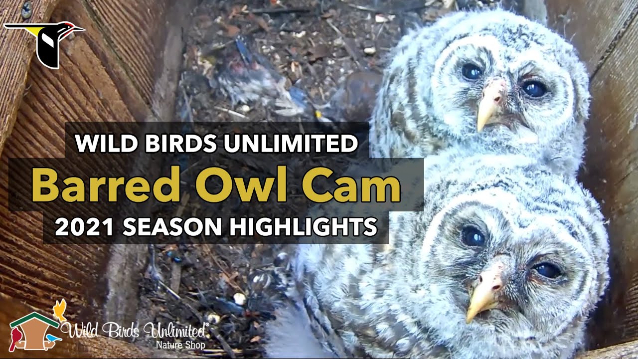 2021 Barred Owl Cam Season Highlights | Cornell Lab | Wild Birds Unlimited
