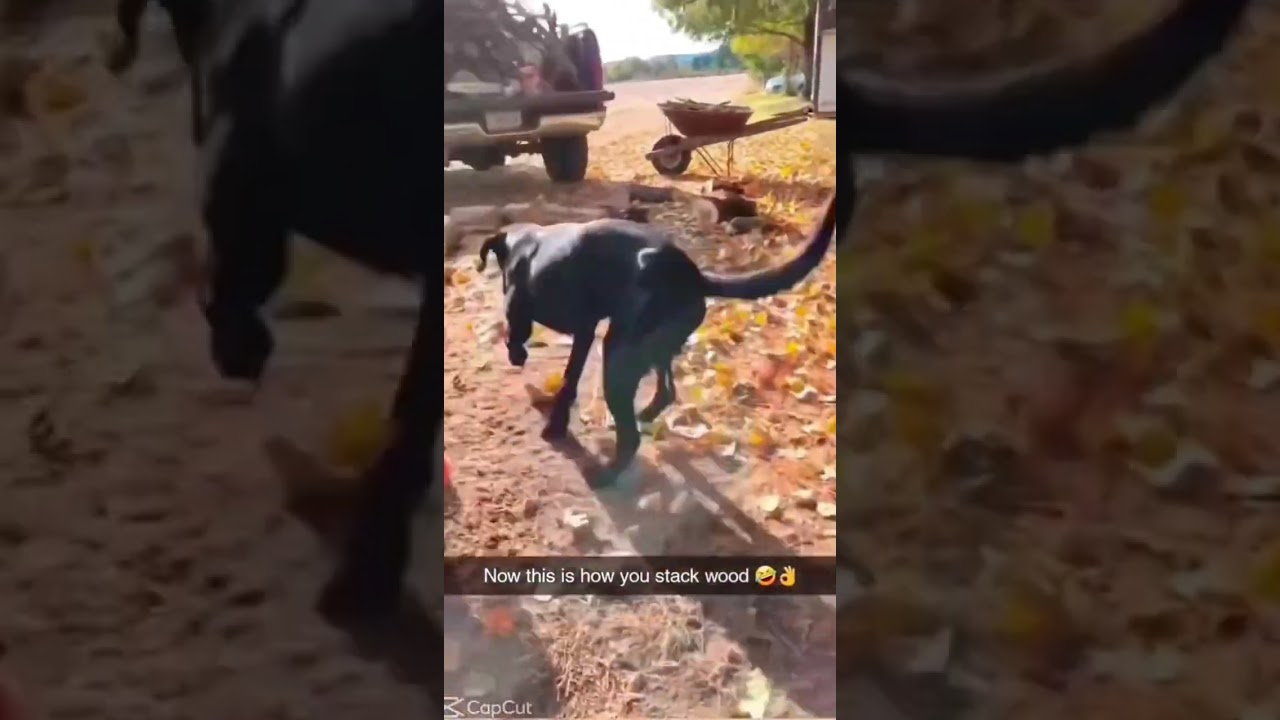 Useful Doggos #shorts #shortsfeed #funny #lol #dogs #dog