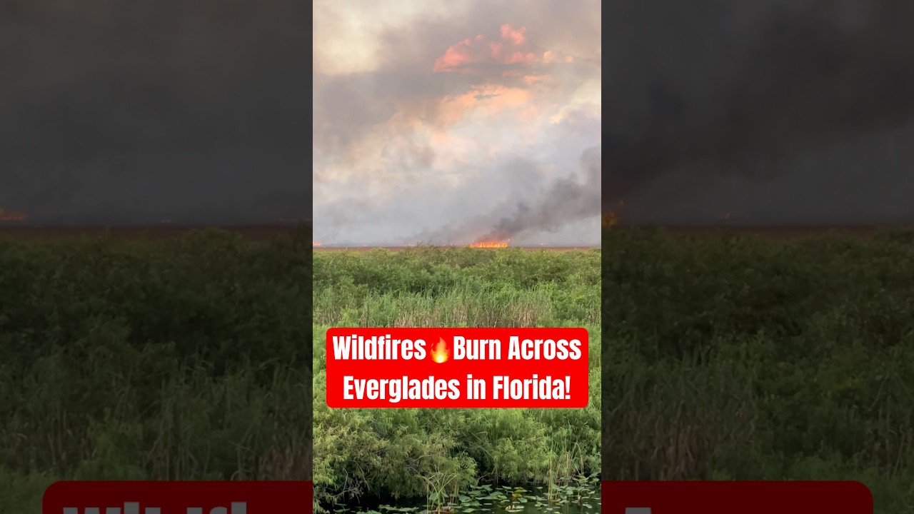 Wildfires Burn Across Everglades, Florida #wildfire #florida #everglades