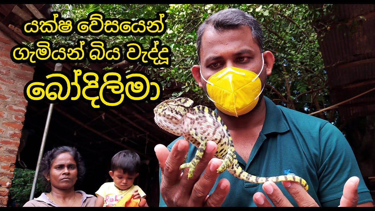 Sri Lankan chameleon
