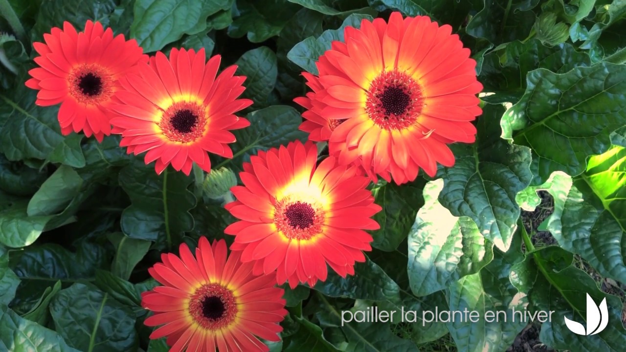 Comment cultiver le gerbera garvinea ? - Truffaut