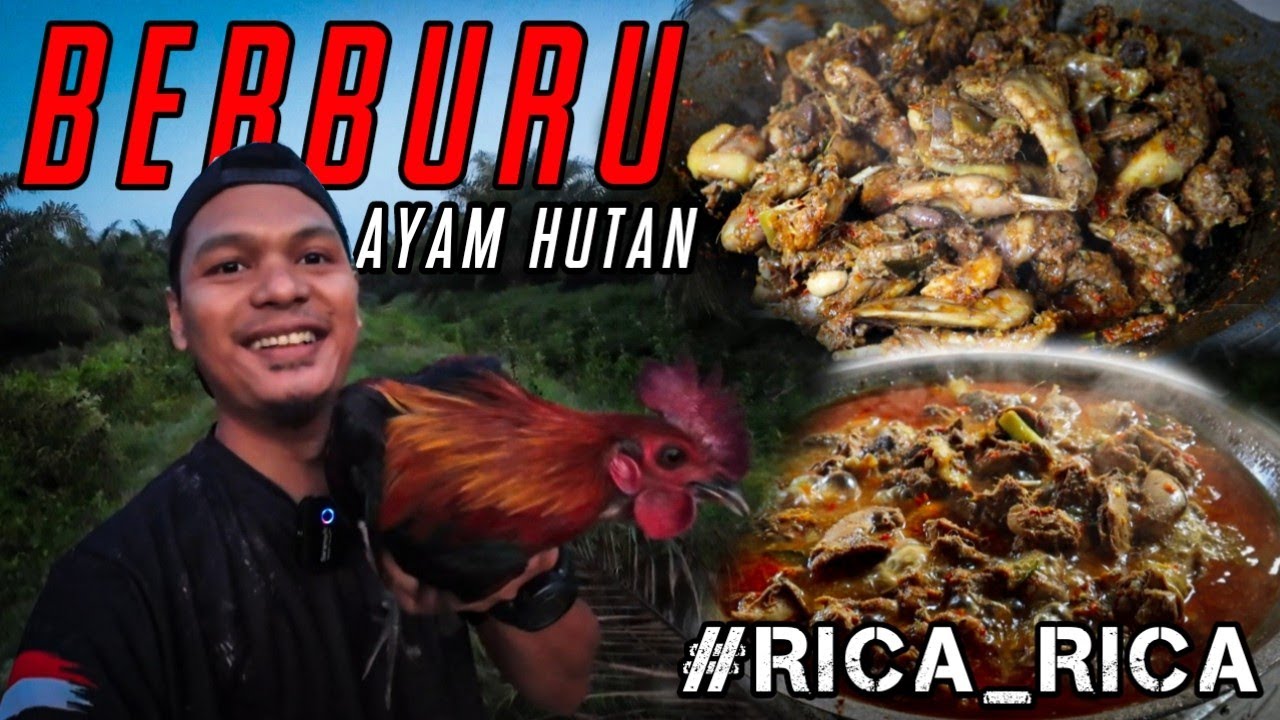 PEDAS GURIH‼️RICA RICA AYAM HUTAN‼️BERBURU AYAM HUTAN DAN RUAK RUAK MASAK RICA RICA LANGSUNG MUKBANG