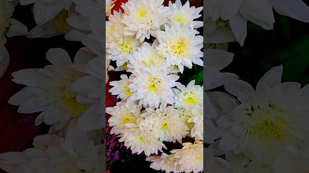 Bl&uuml;tenmeer zum Verlieben: Tauche ein in eine Welt voller Blumenpracht