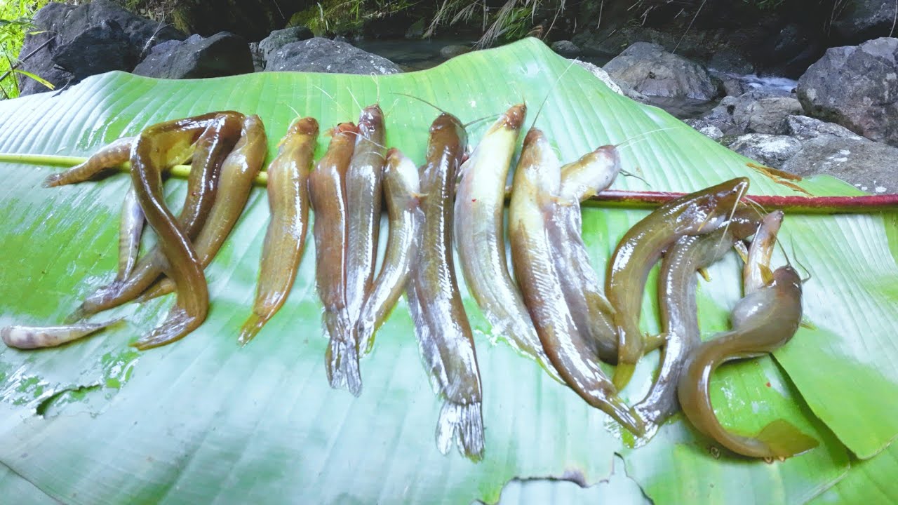 Câu cá - Giật mỏi tay loài cá ăn đêm - Khói Cao Nguyên 