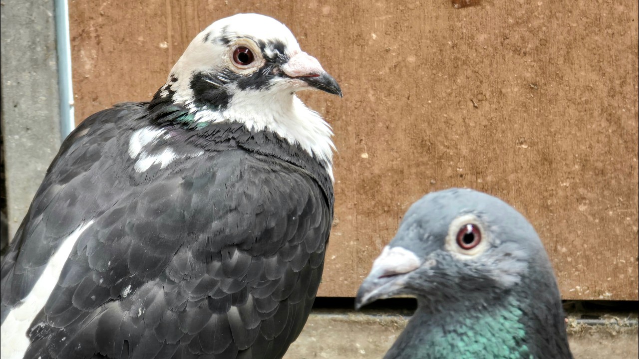 Moulting season - the pigeons look awful!