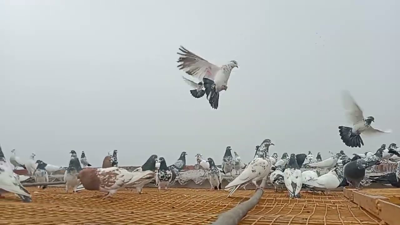 बेहतरीन तरीके से तैयारी कैसे करें 9568548833