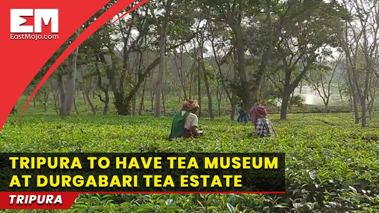Tripura to have &lsquo;tea museum&rsquo; at Durgabari Tea Estate