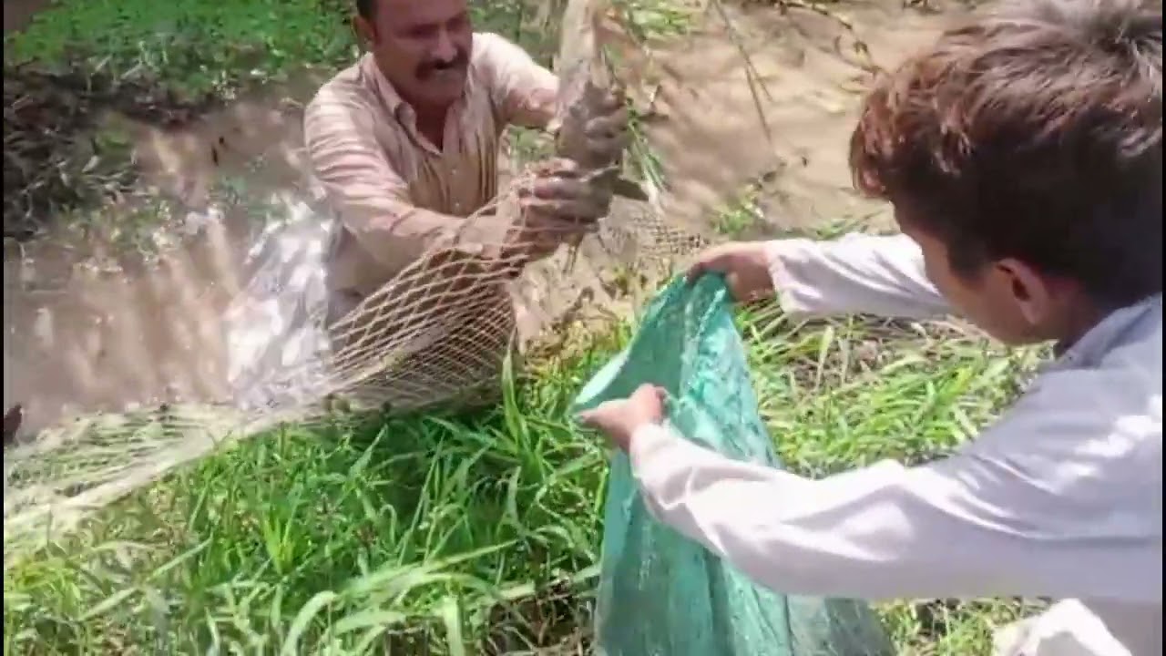 NET FISHING ON THE CANAL | Village Fishing | Kot Pehlwan Sargodha