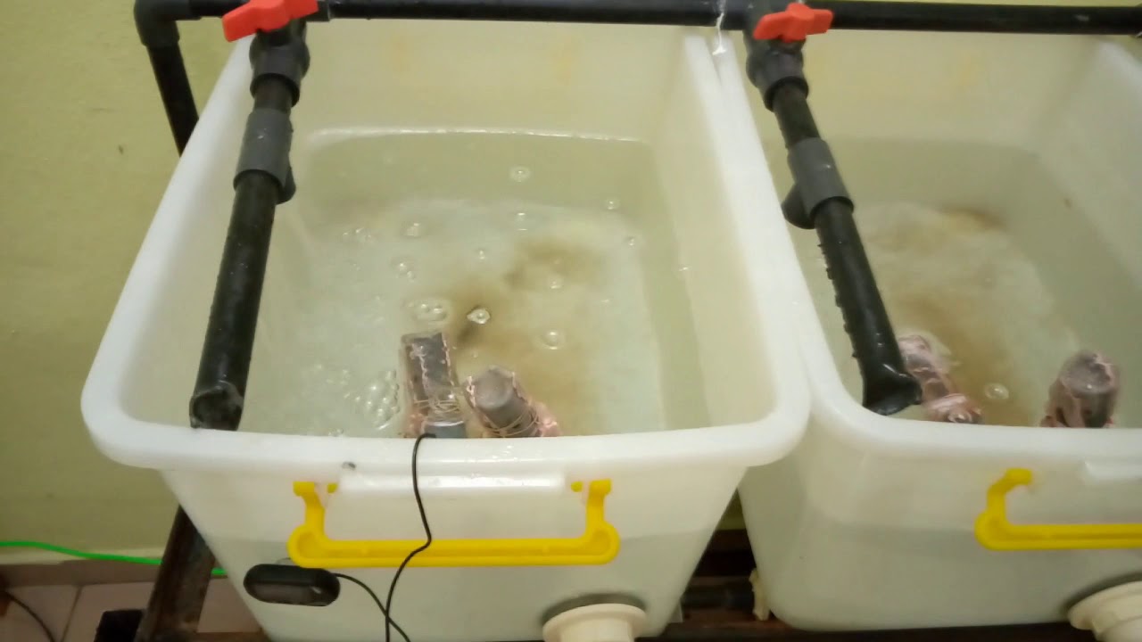 pisciculture à la maison, comment produire ces alevins soit même?