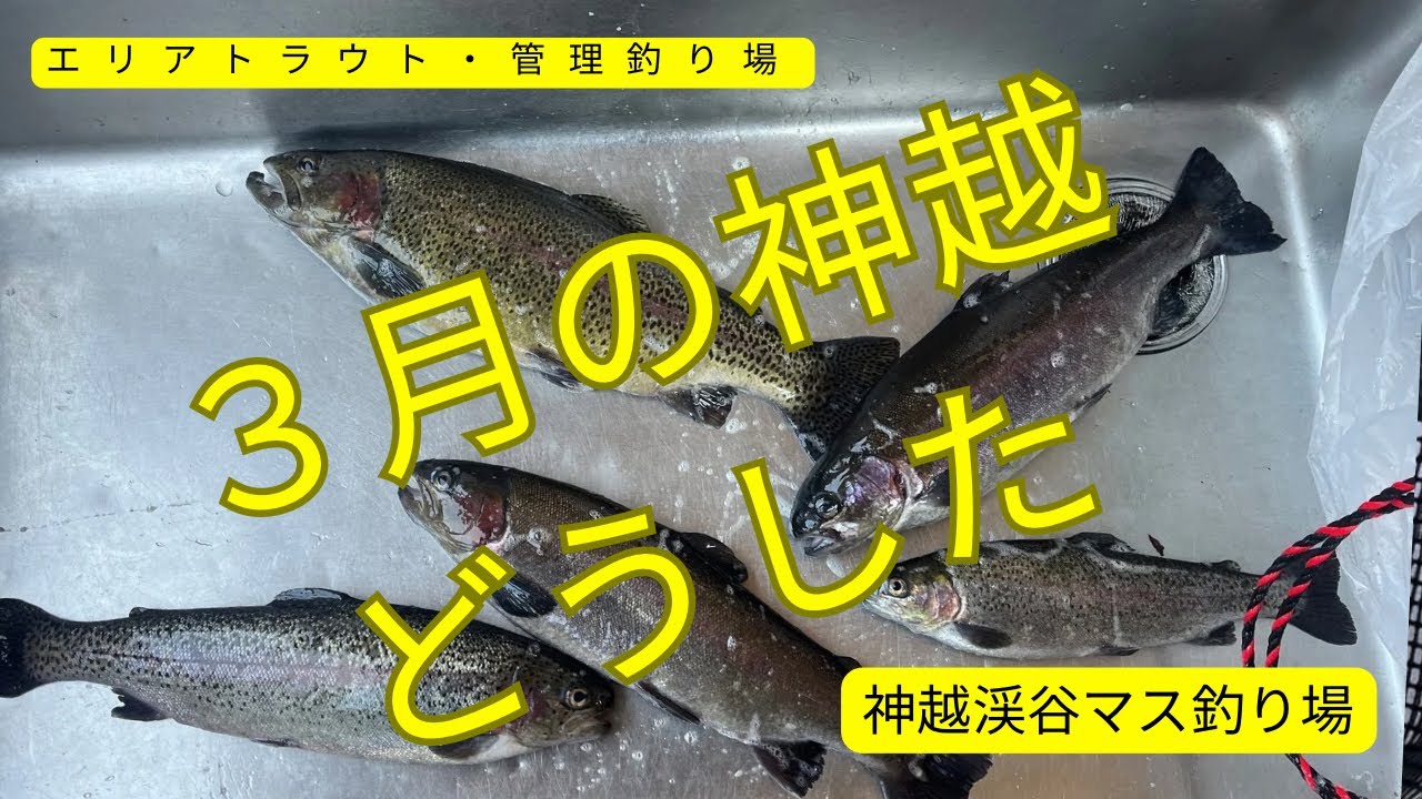 渋い日の神越渓谷で、がんばってみる。愛知県の難所で初心者でもデカマスを釣りたいー【エリアトラウト・管理釣り場】