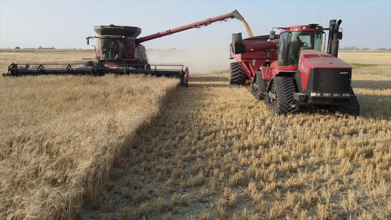 Getreideernte XXL in Canada 🇨🇦 mit den grössten Case Rotormähdreschern