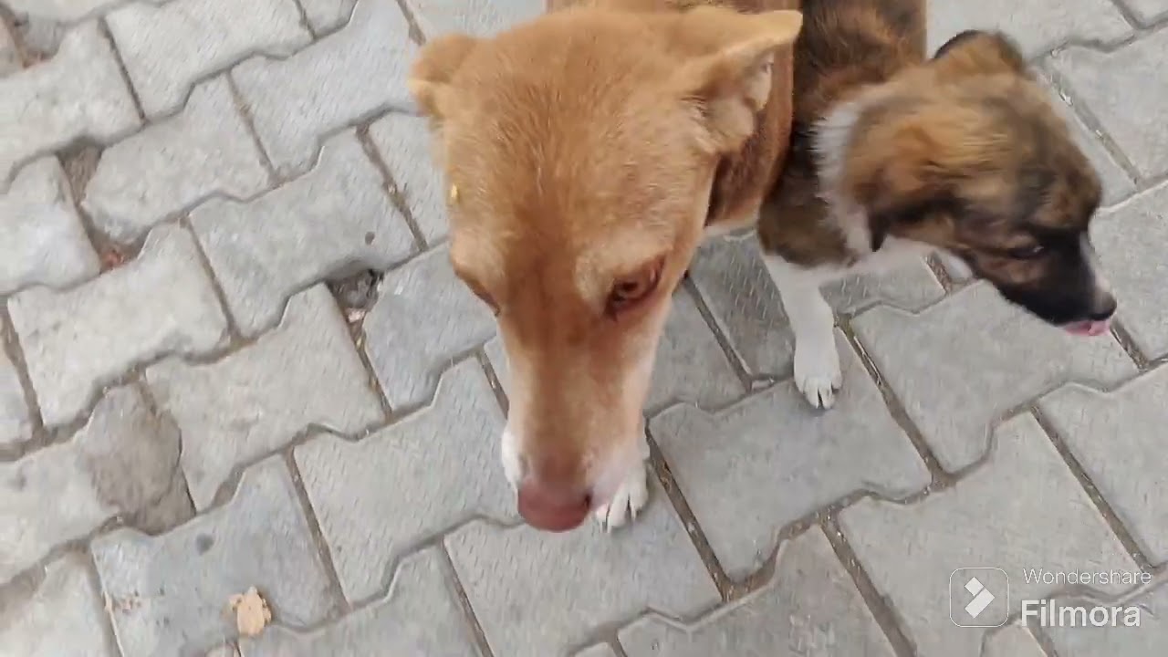 Aaj kafi dino ke bad hamara cute puppies ke nai video