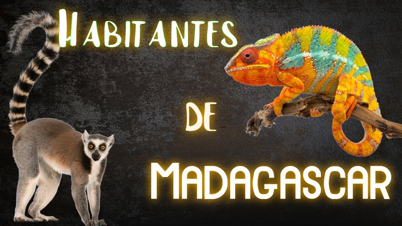 MADAGASCAR: &iquest;QUE ANIMALES HABITAN ESTE PARA&Iacute;SO?