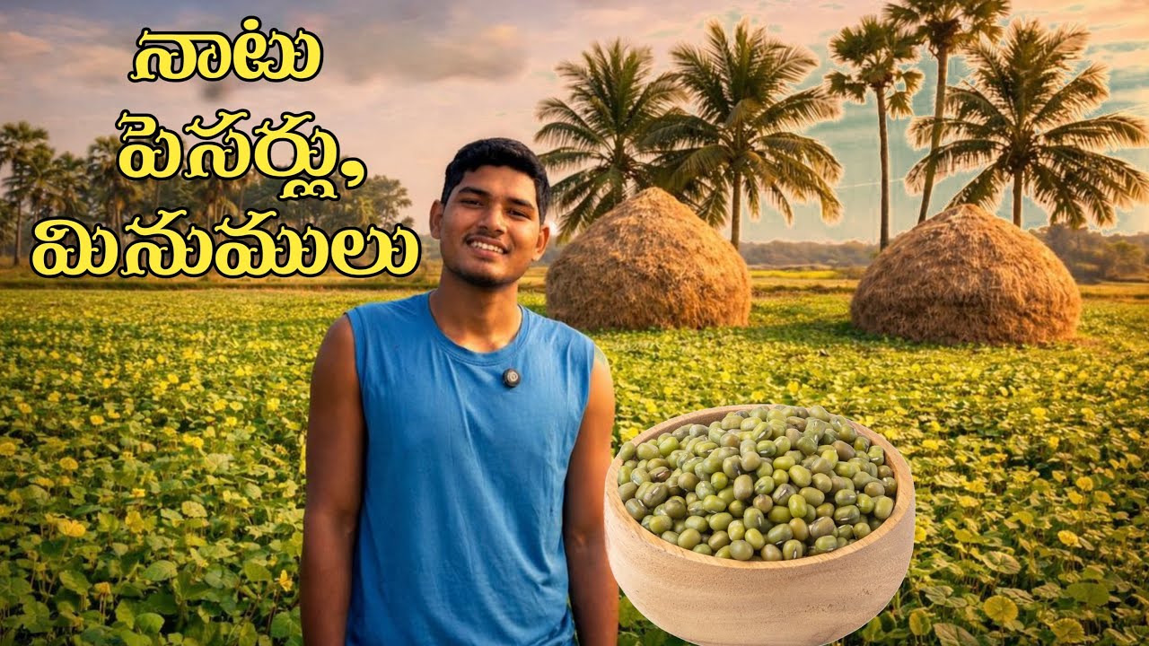 నాటు పెసర్లు & మినుములు | ఆరోగ్యానికి మంచివేనా? పూర్తి వివరాలు