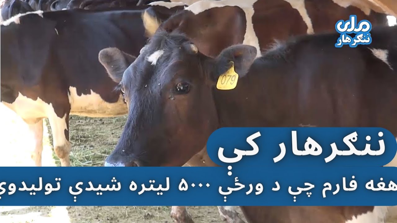 د ننګرهار هغه د غواګانو فارم چې د ورځې تر ۵۰۰ لیترو پورې شیدې تولیدوي