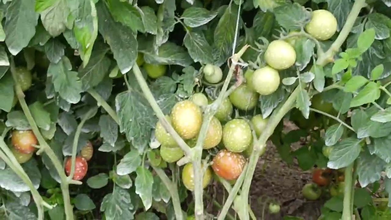 Ito napo ang ating kamates 🍅 na alagang Green Acres at Peters, nakakatuwa Pag Mandan 👍