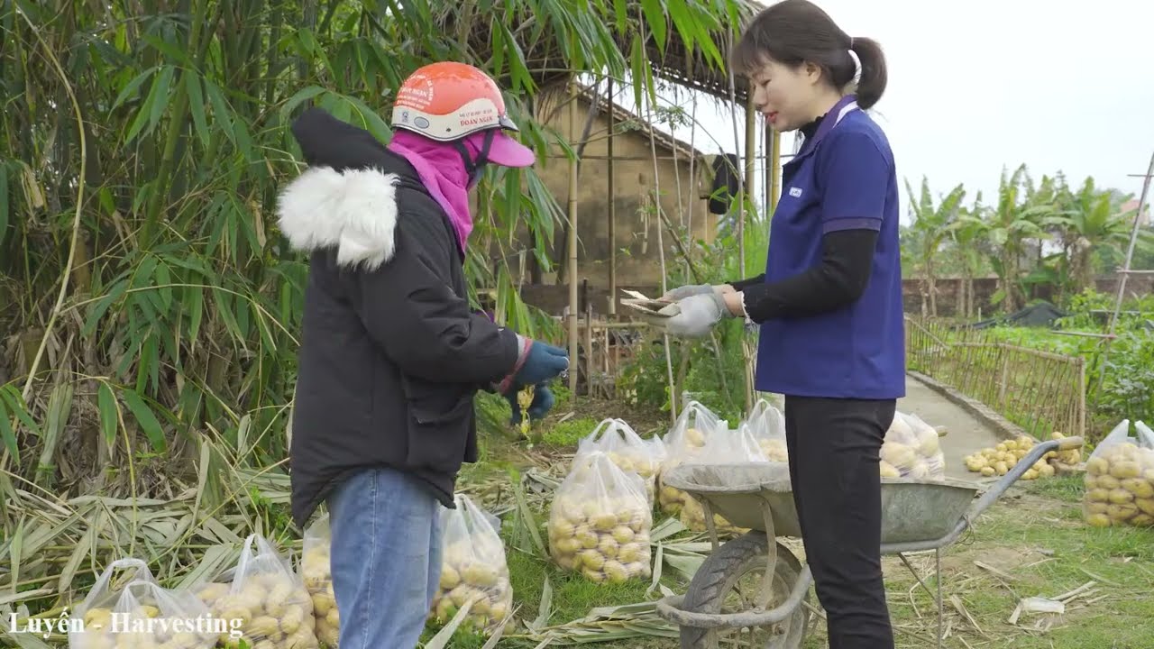 Farm Life | WOMAN Harvesting POTATO - Delicious crispy potato recipe Go To Sell | Luyến Harvesting