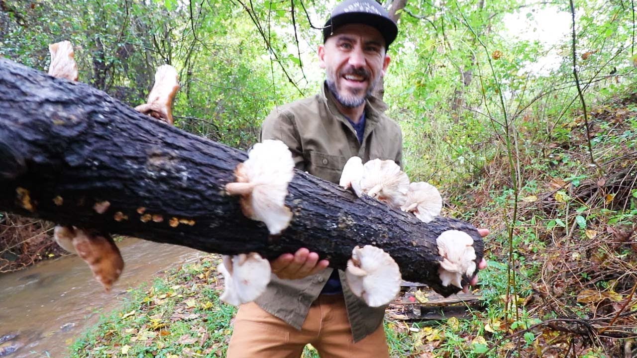 My 18 month old Mushroom Log (shiitake Harvest)