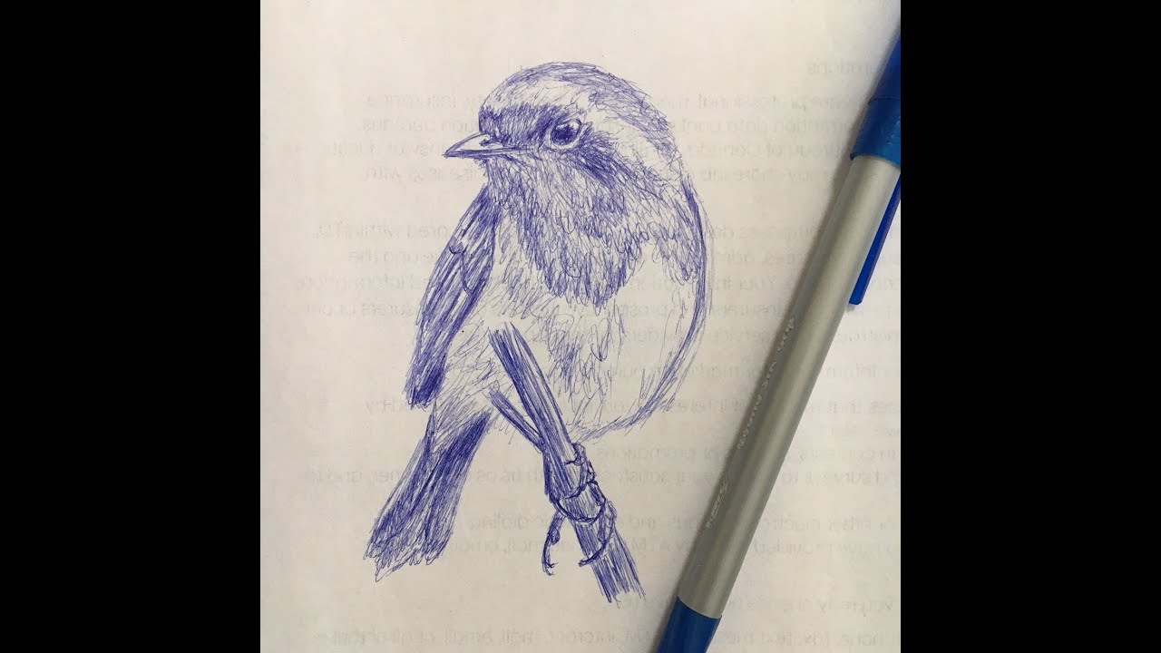 English Robin. Simple and Easy Line Drawing of an English Robin. How to Draw an English Robin.