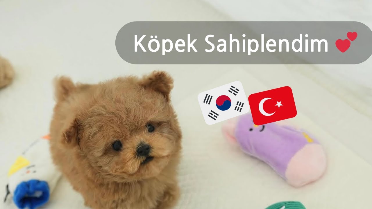 Birlikte Daegu’ya Köpek Sahiplenmeye Gidelim