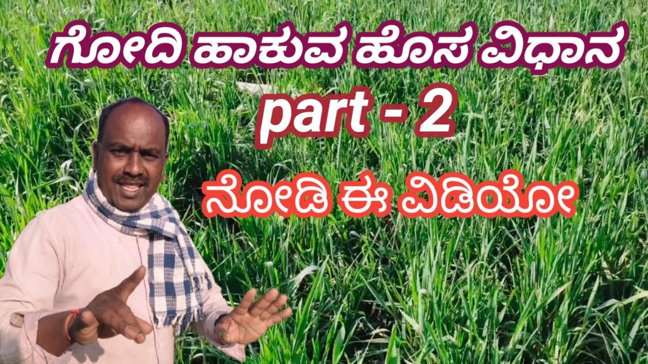 ಗೋದಿ ಹಾಕುವ ಹೊಸ ವಿಧಾನ part - 2 || Godi krushi new method || wheat cultivation ✅