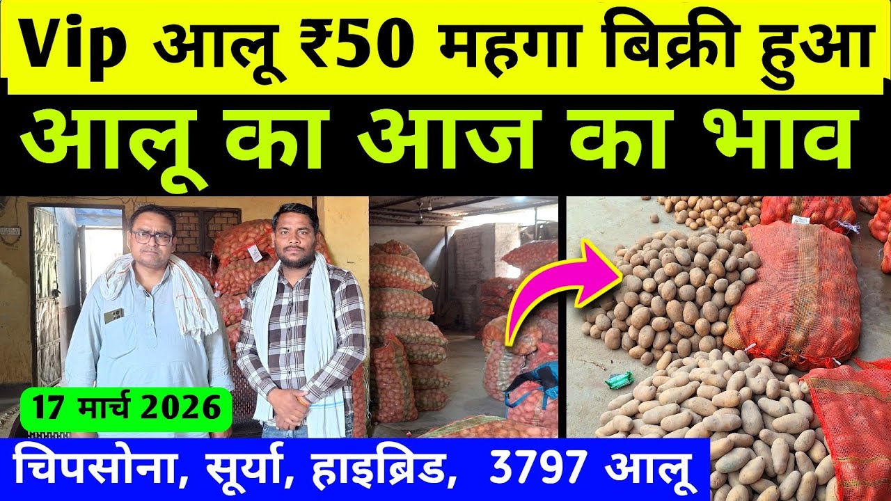 आलू के भाव मे तेजी - मंदी रिपोर्ट 💥 aaj ka aalu ka bhav | potato rate today / aligarh mandi bhav