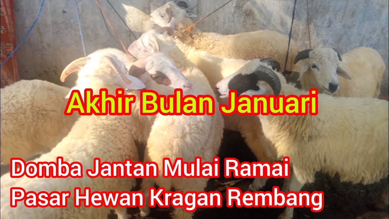 Akhir Bulan Januari Domba Jantan Mulai Ramai ‼️ Pasar Hewan Kragan Rembang Jawa Tengah 
