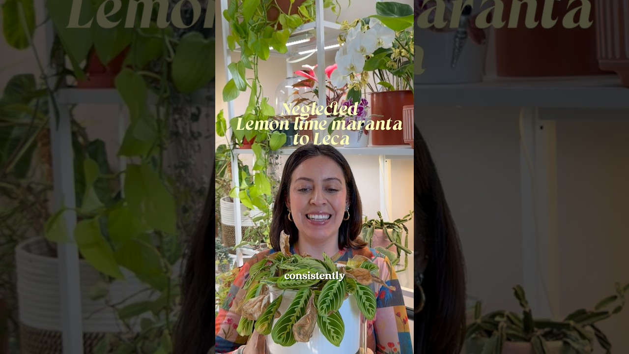 LECA is a semi hydroponic way of growing plants and here&rsquo;s how I set it up #growingplants