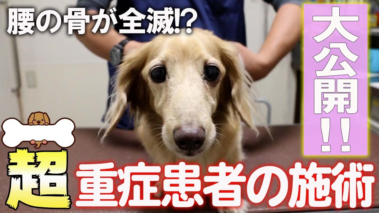 【YouTube初】犬の整体チャンネル設立記念！！歩けないミニチュアダックスを一発で歩けるようにするゴッドハンドとは！？