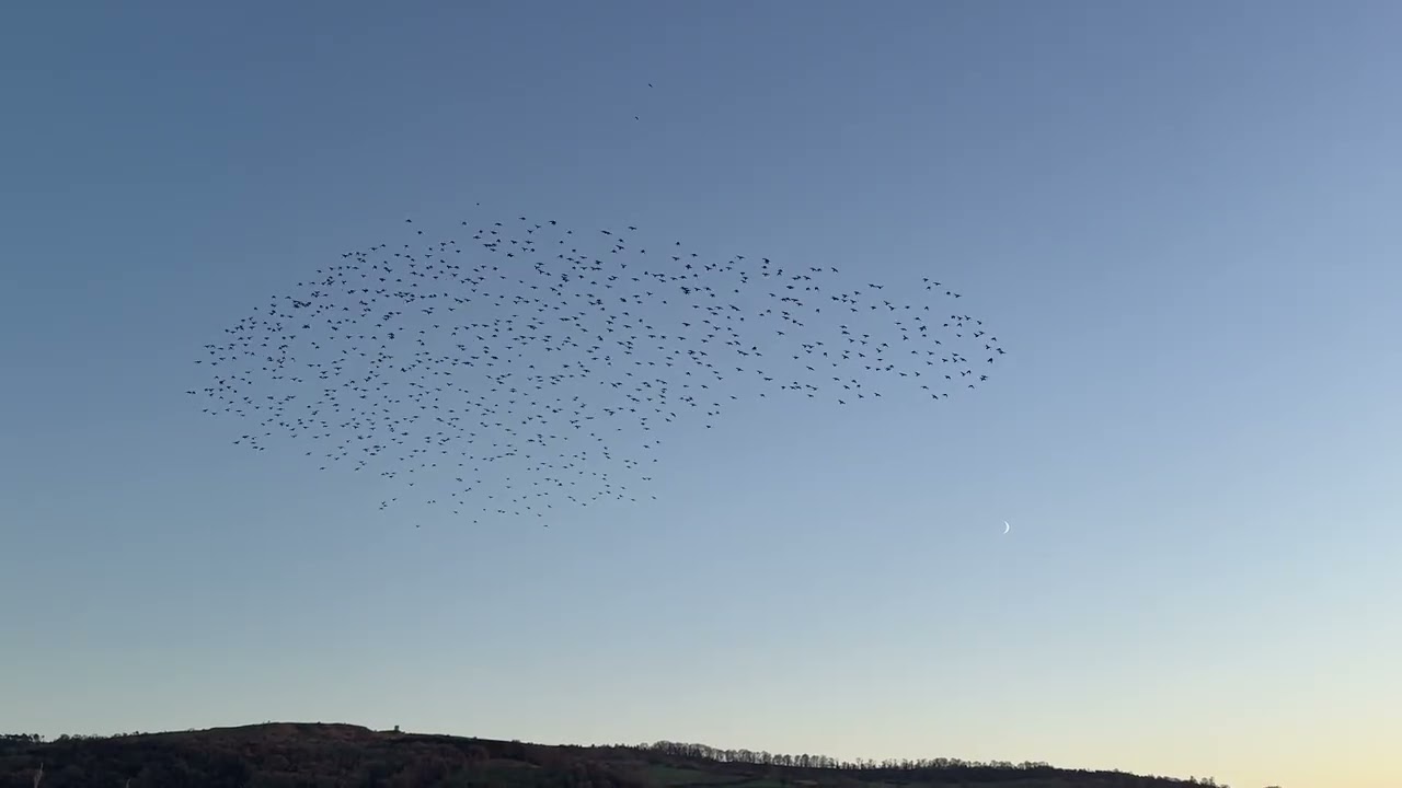 Starling murmuration 1 on 25th Nov 2025