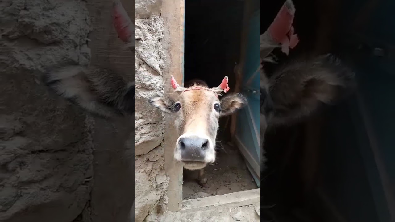 Amazing Cow 🐄 Life style |Yak VS Cow|
