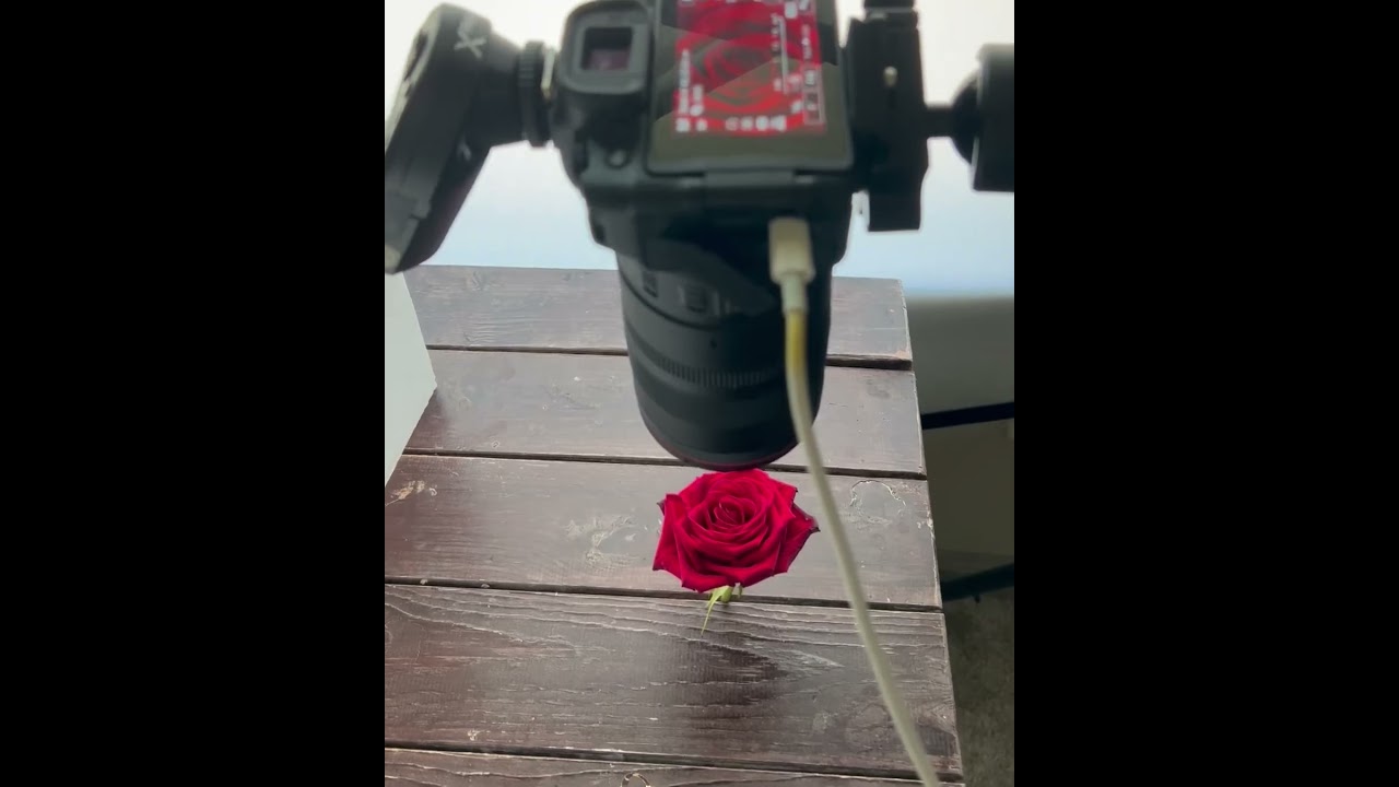BTS of macro flower photography #flowerphotography #macro #shorts