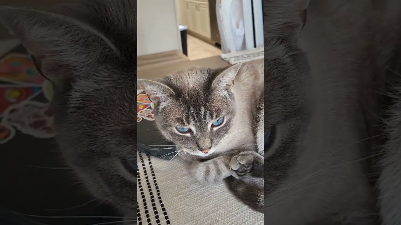 kitty talk