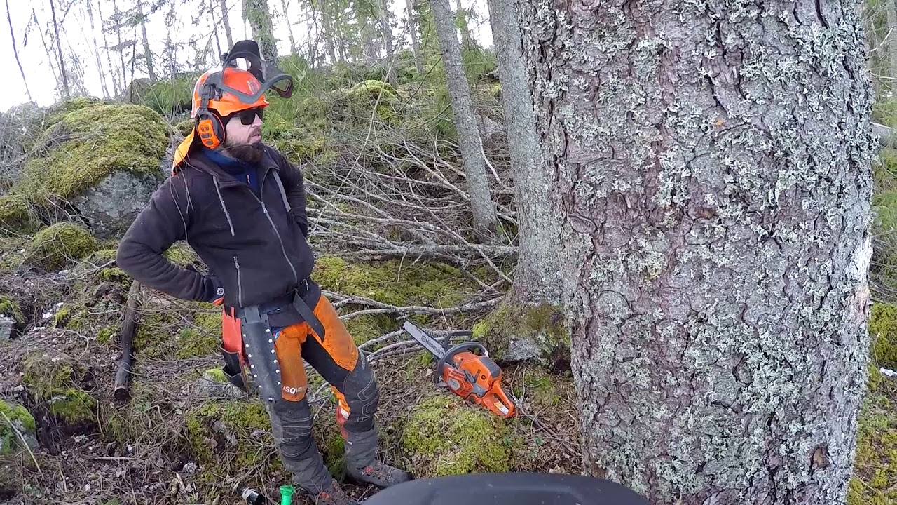 Husqvarna 550XP mark II action.
