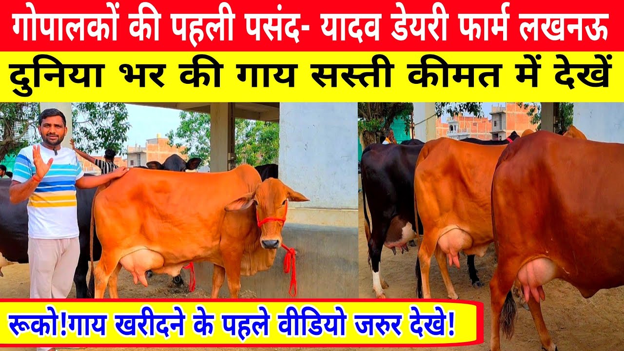 36 cows cheap price available for sale in yadav dairy farm lucknow up/farmers/farming/dairy farm ||