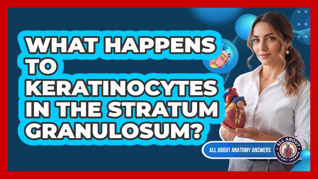 What Happens To Keratinocytes In The Stratum Granulosum?