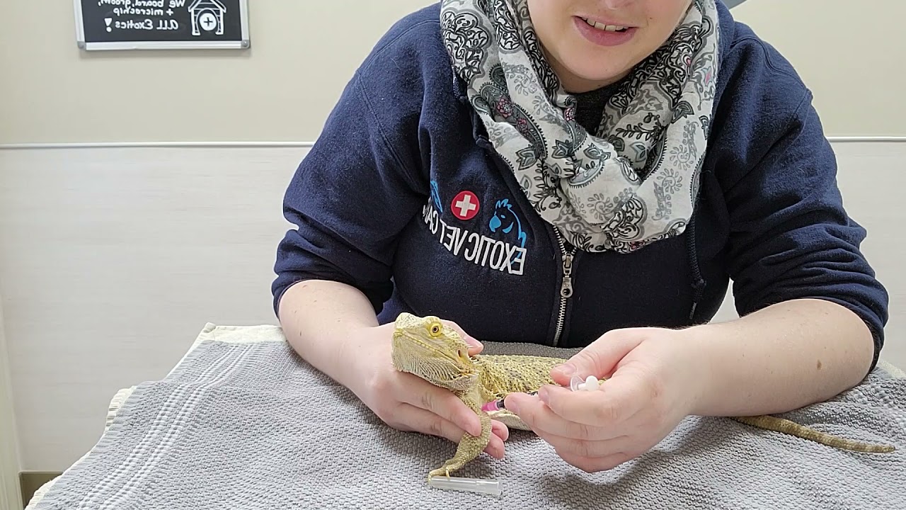 Pet Care Basics:  Lizard Injections