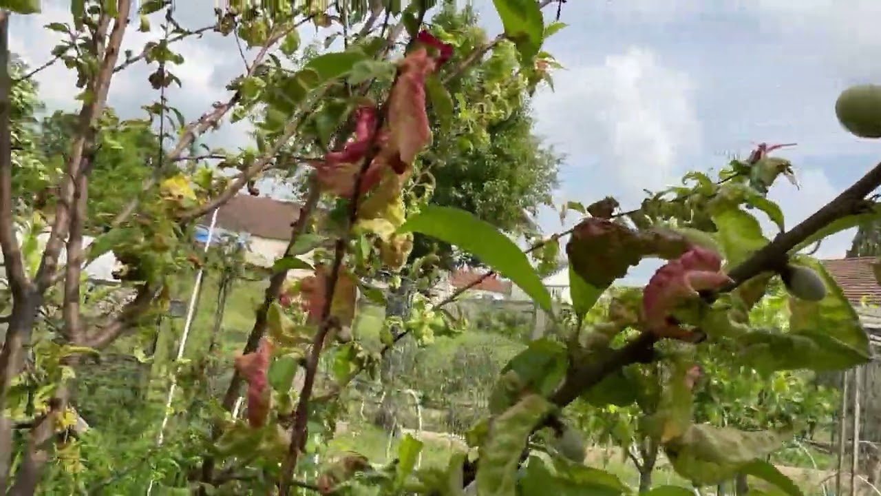 La cloque du p&eacute;cher mythe ou r&eacute;alit&eacute; ???