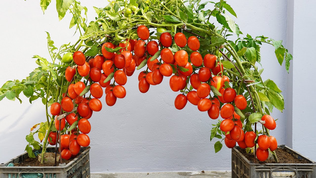 I Grow Tomatoes This Way And The Results Are Amazing