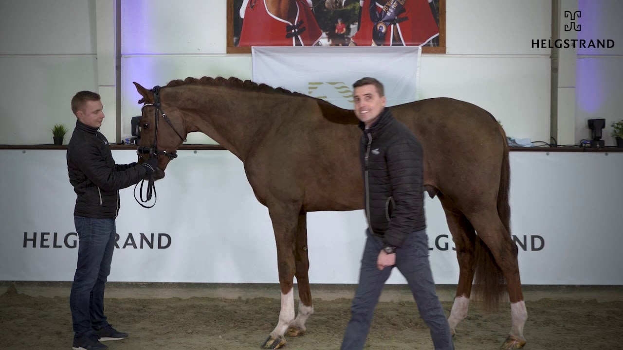 Vivino by Vivaldi / Dancier – stallion born 2016 (ENG)